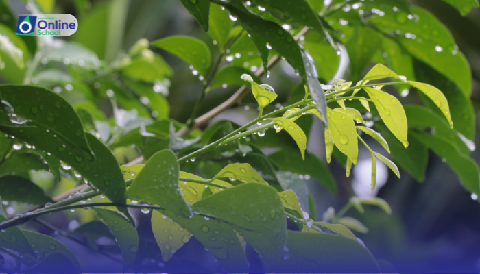 Lesson 02: Hope in Nature's Balance: Sunlight and Raindrops